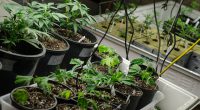 Five States Approve Marijuana Legalization Measures By: Derek Bowers, Mason Votes 2020 Online Editorial Team As the dust settles on the 2020 presidential election, another winner emerges to join President-Elect […]