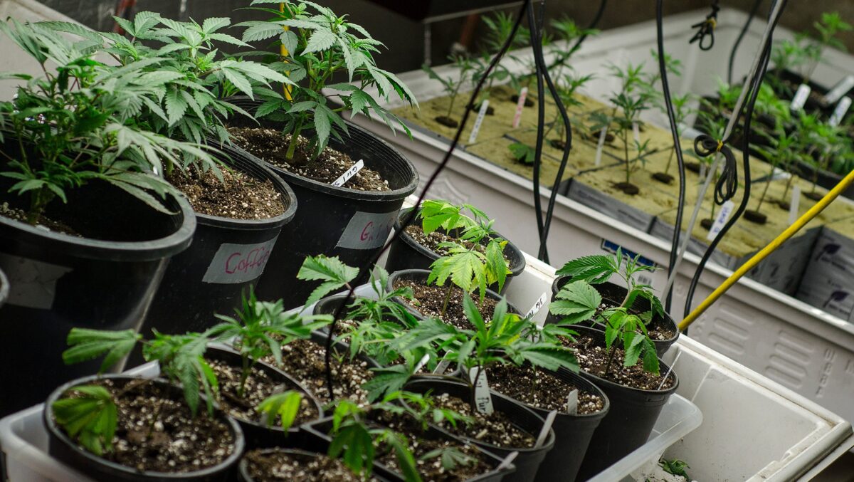 Marijuana-Legalization-Slider